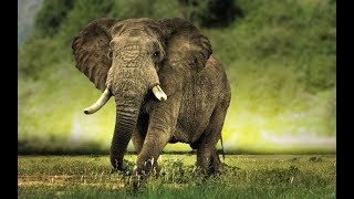 Топ 5 Удивительных предков слонов Топ 5 Удивительных предков слонов