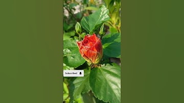 Thumbnail of 😍Waoo my beautiful flower #trending #viral #garden #ytshorts #Shorts #flowers #foryou #reels #status