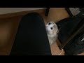 自分の限界を乗り越えようと必死な子猫がこちらです・・・