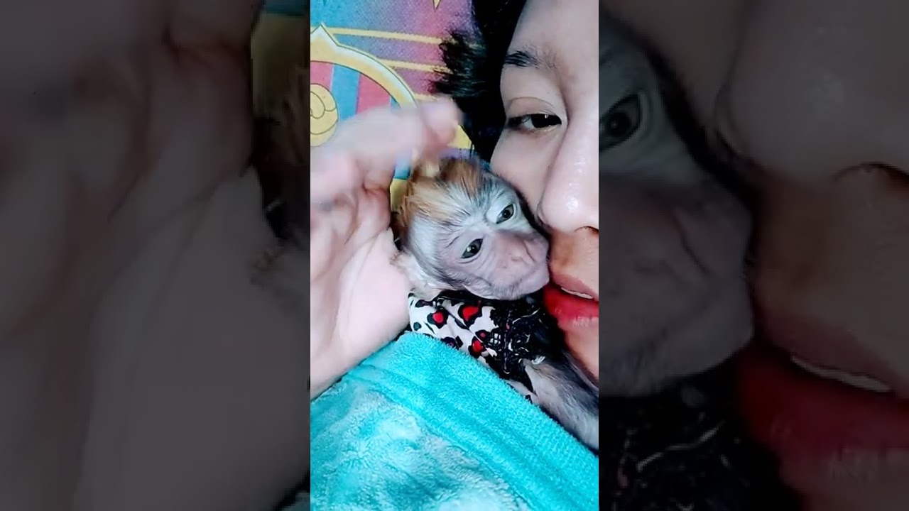 bayi monyet Viral
