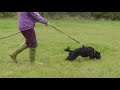 Tracking with dogs  handling and line skills