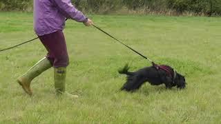 Tracking with dogs  handling and line skills