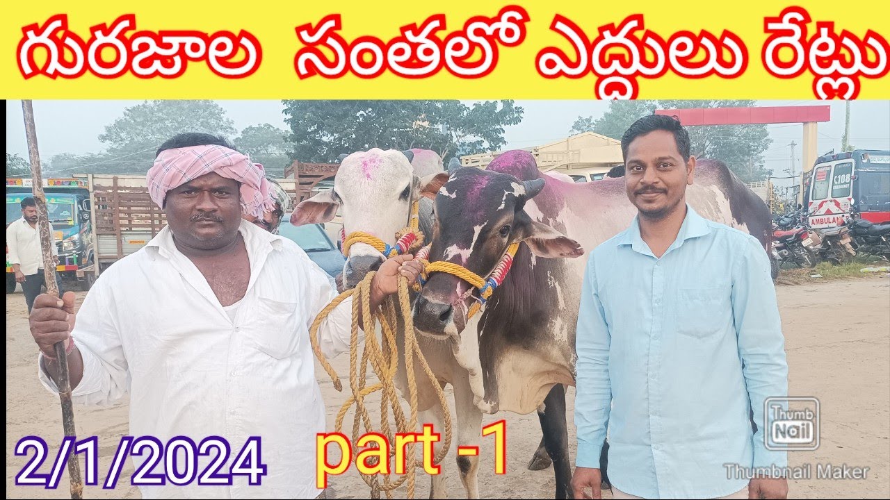 #ఎద్దులు ధర తగ్గాయి #cattlemarket #gurazalasantha #gurazalasantha