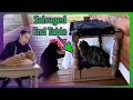 We made a 4post cat bunk bed fun and simple diy no sew project  butterfrog farms 22