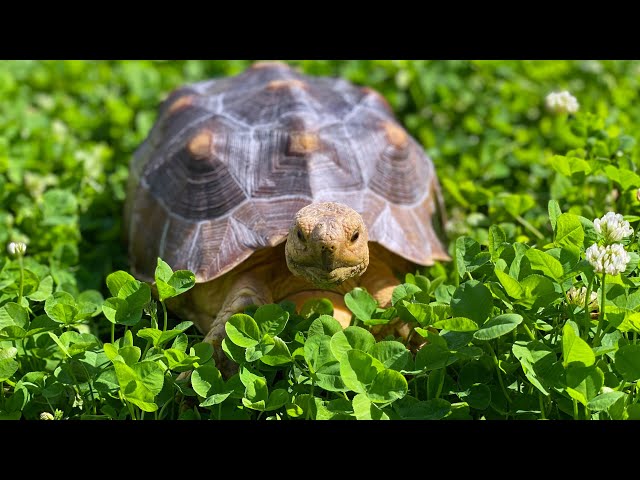 歩くのが大好きなリクガメと公園でお散歩