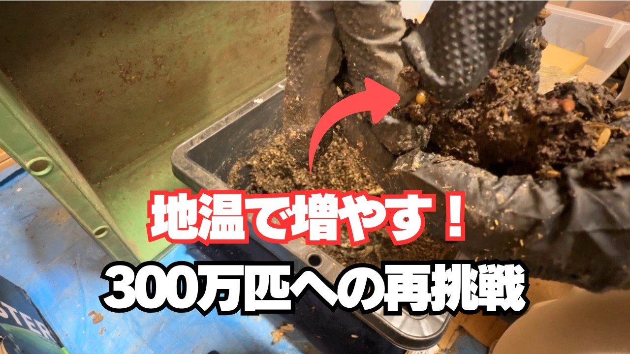 【ミミズ養殖】敷料と箱を全取っ替え！ミミズが爆速で増える「環境づくり」4つの大きな変更点