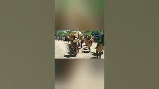 parade tari 5 suku dalam festival negeri seribu ombak kabupaten Sarmi.