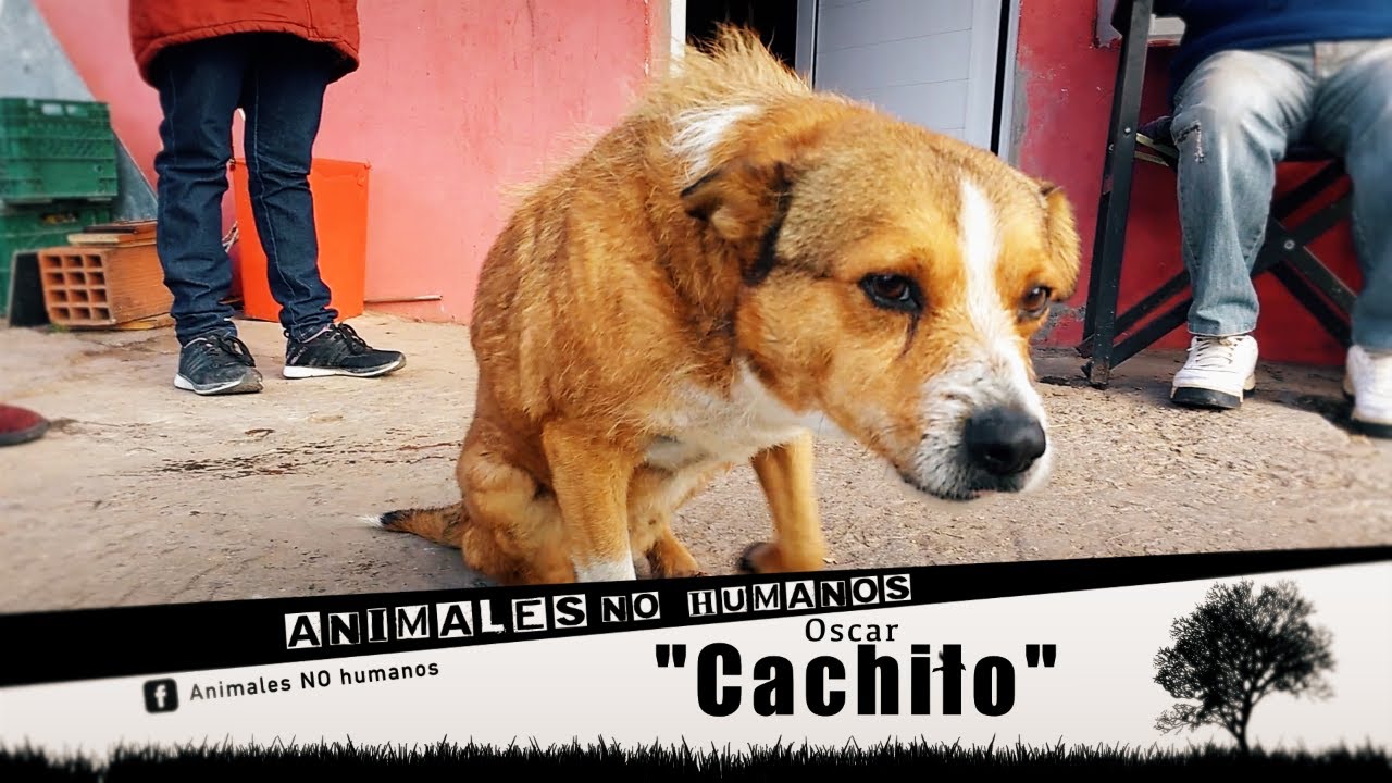 Animales No Humanos "CACHILO" - Cap 8°