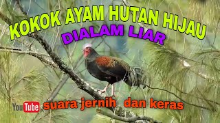 KOKOK AYAM HUTAN HIJAU DIALAM LIAR || COCOK BUAT PIKAT DAN PANCINGAN AYAM HUTAN   ~ Masteng nex