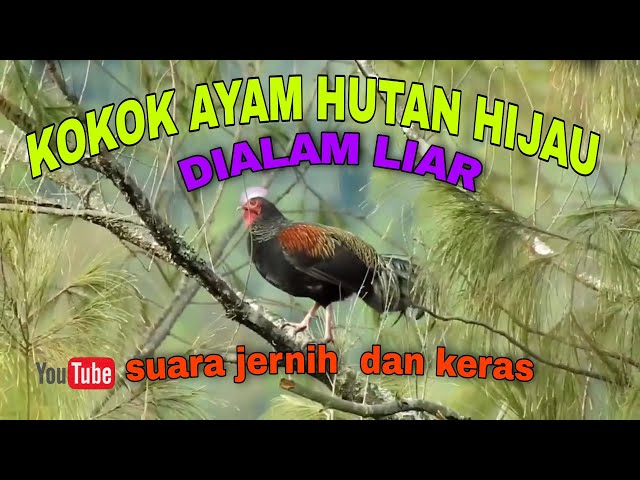 KOKOK AYAM HUTAN HIJAU DIALAM LIAR || COCOK BUAT PIKAT DAN PANCINGAN AYAM HUTAN   ~ Masteng nex class=