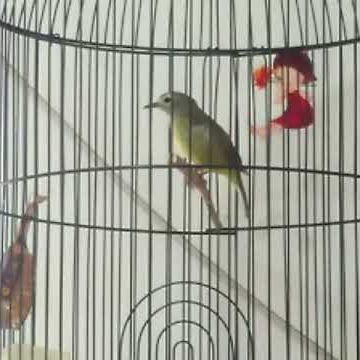Burung Opior Jawa ngacor