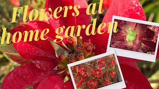 Flowers At Home Garden Phirante The Traveller