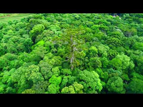 Maior Araucária do Paraná - Cruz Machado