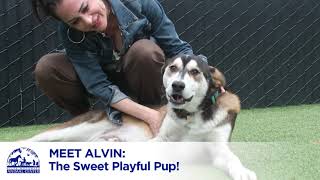 Meet Sweet, Playful Alvin! by Helen Woodward Animal Center 130 views 8 months ago 38 seconds