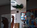 Charlie Murphy the Parrot doing a little flying #parrot #birds #pets