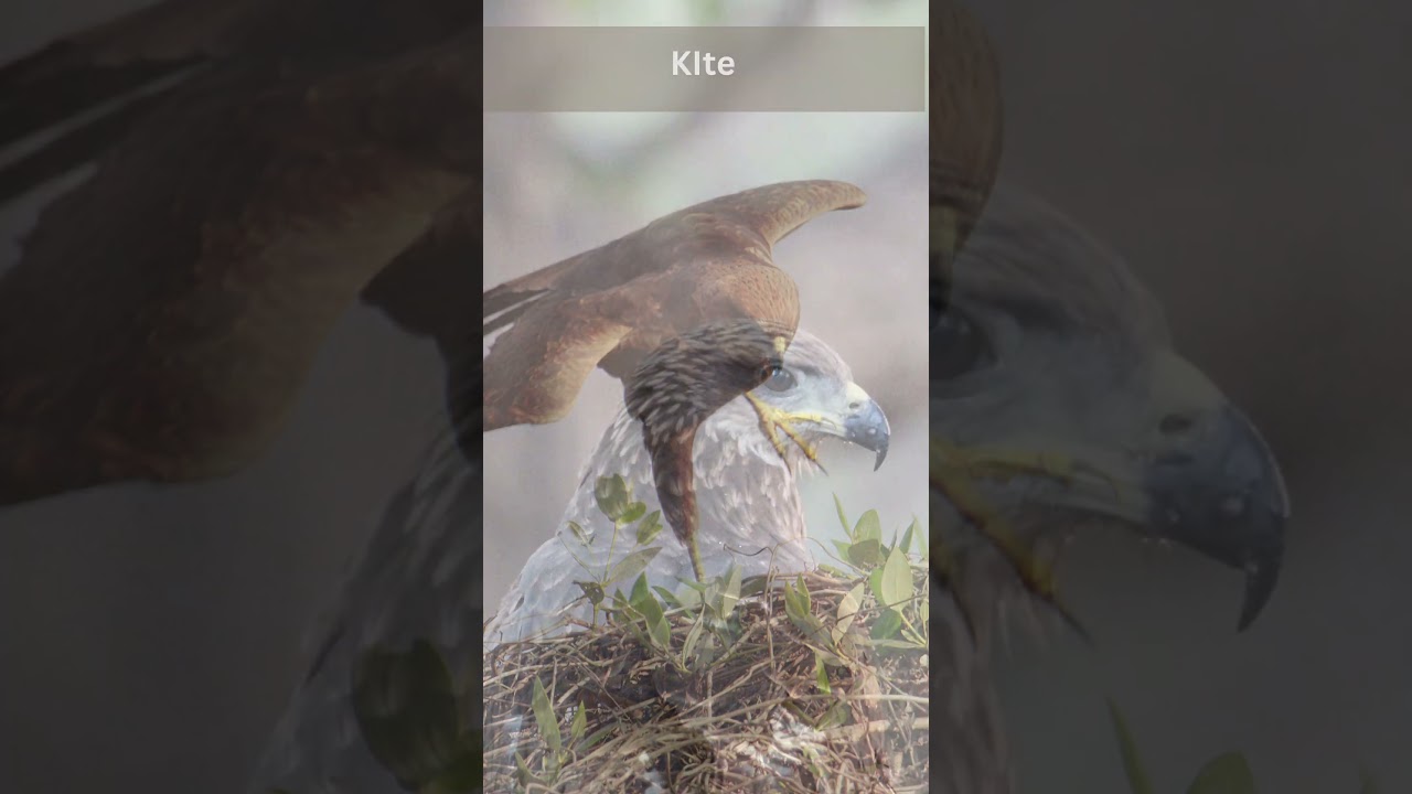 Birding in Mumbai Part III