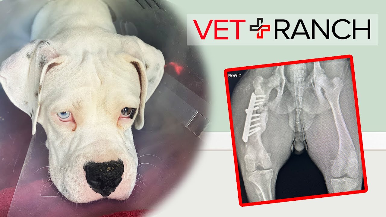 Dog Found Hanging from Fence: SAVED AND FIXED! - YouTube