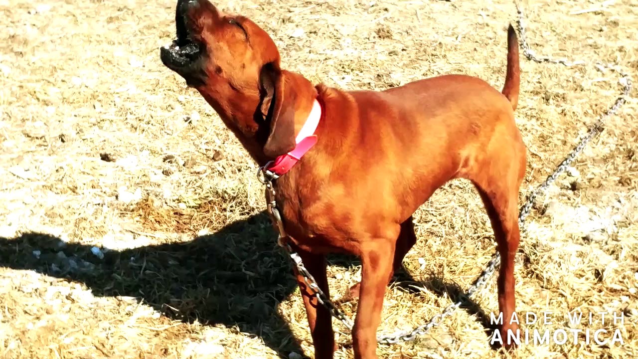 female redbone coonhound