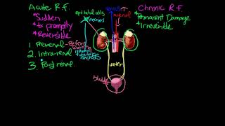 Acute vs  Chronic Renal failure - Caring Casa
