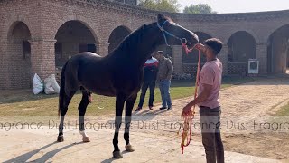 A farm tour of BADAL STUD FARM village BADAL