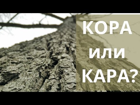 Какое проверочное слово к слову кора и как правильно кора или кара?