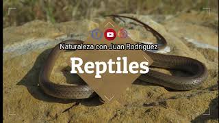 Culebra Ratonera coluber Mentovarius  Biodiversidad