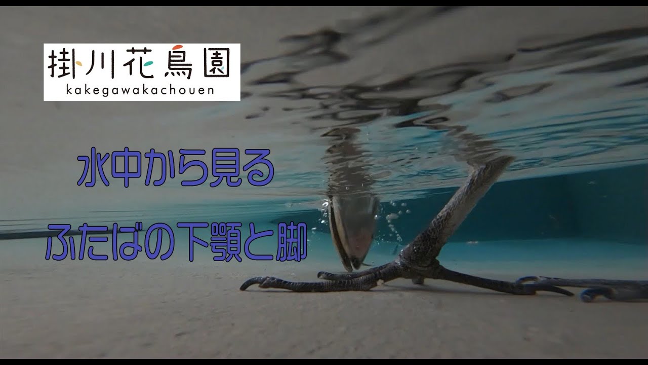 【掛川花鳥園公式】ハシビロコウ「ふたば」と、これがハイギョの見る世界・・・？4本立て！
