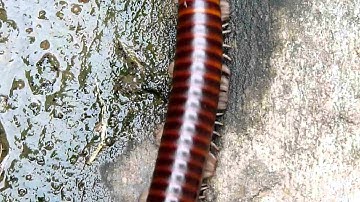 Ghana Red-banded Millipede. Bobiri Forest, Ghana.