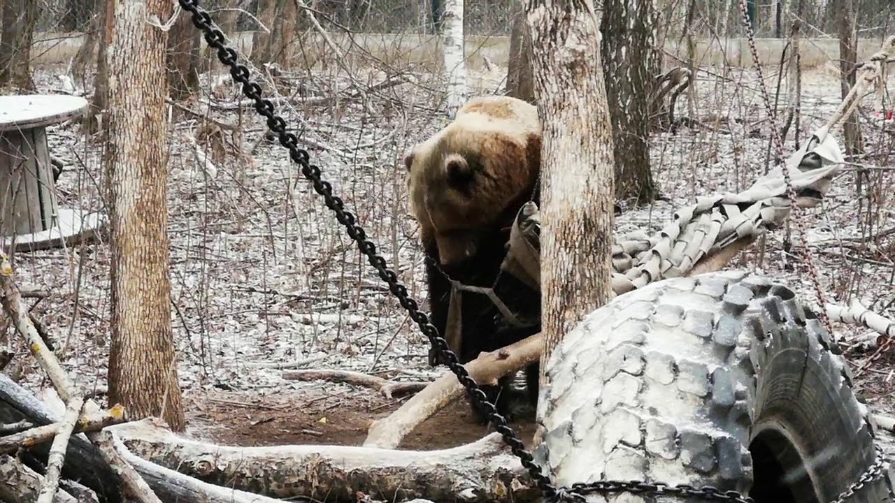 Камаз медведь с бронекапсулой Камаз медведь с бронекапсулой