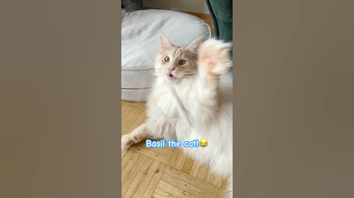 Watch the video about Playing cat! #cutecatsdaily #mainecooncatlovers #cutecat #catshorts #playingcat