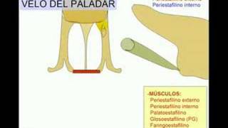 Soft palate