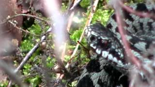 Reptile Walk - Kirkconnell Flow