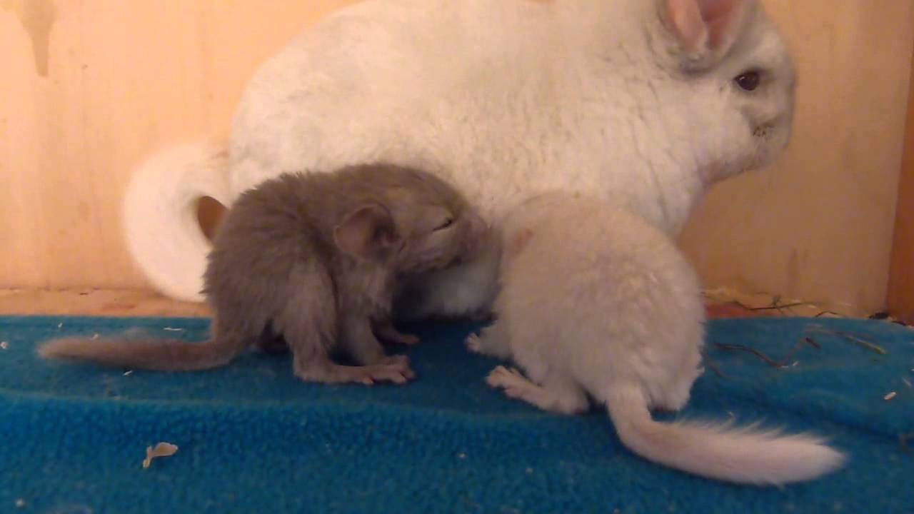 Baby chinchilla's fighting for milk YouTube