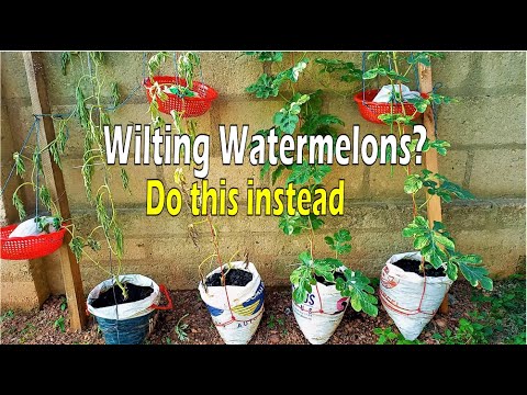 Video: Moje sazenice melounu umírají: Léčba utlumení rostlin vodního melounu