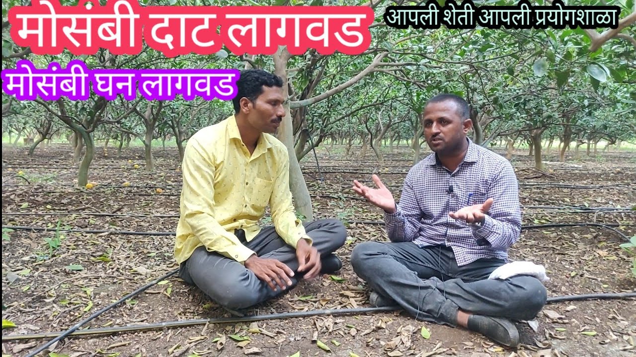 मोसंबी दाट लागवड, घन लागवडीचे फायदे व तोटे