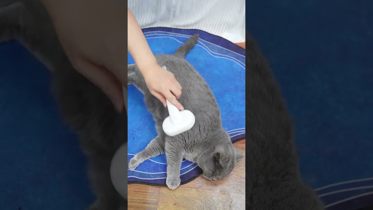 Satisfying Pet Grooming Transformation 😻 Before & After