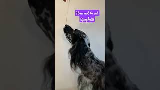 I tried spaghetti for the first time today #englishsetter #setter #dog #puppy #spaghetti #pasta