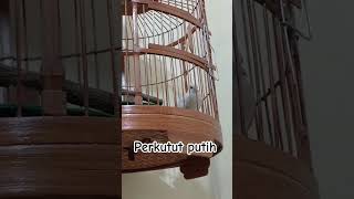 Download Lagu Kutut putih supita.n MP3