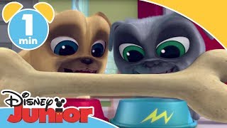 Valpvänner Introsång - Disney Junior Sverige