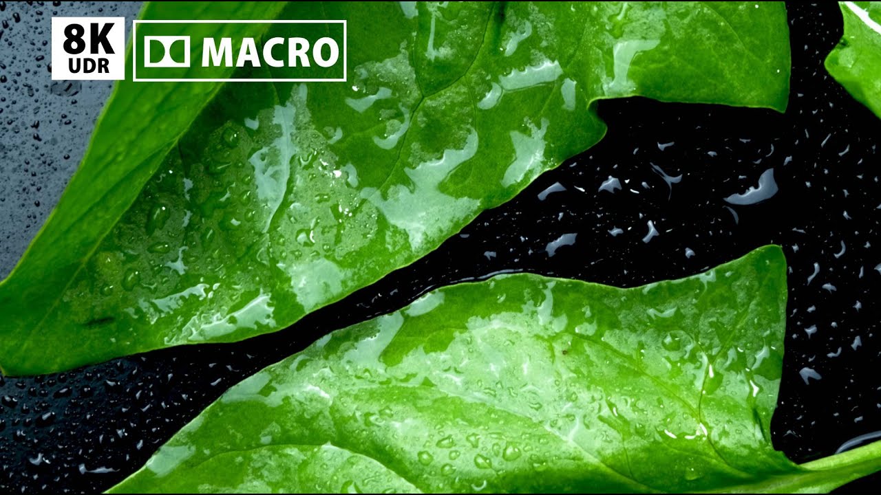 Beauty of Black Macro Shots | 8K UHD