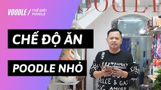 Chế độ ăn của chó Poodle 2 tháng nên và không nên ăn gì? | Voodle House || Bùi Phan Anh Vũ