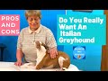 Italian Greyhound Pros And Cons Do You Really Want An Italian Greyhound 