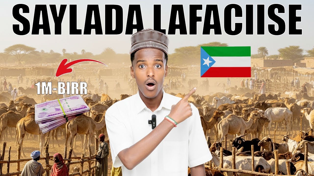 Saylada Lafaciise | Halka 1-Million Birr Lagu Kala Iibsado Geelka! 😱🐪