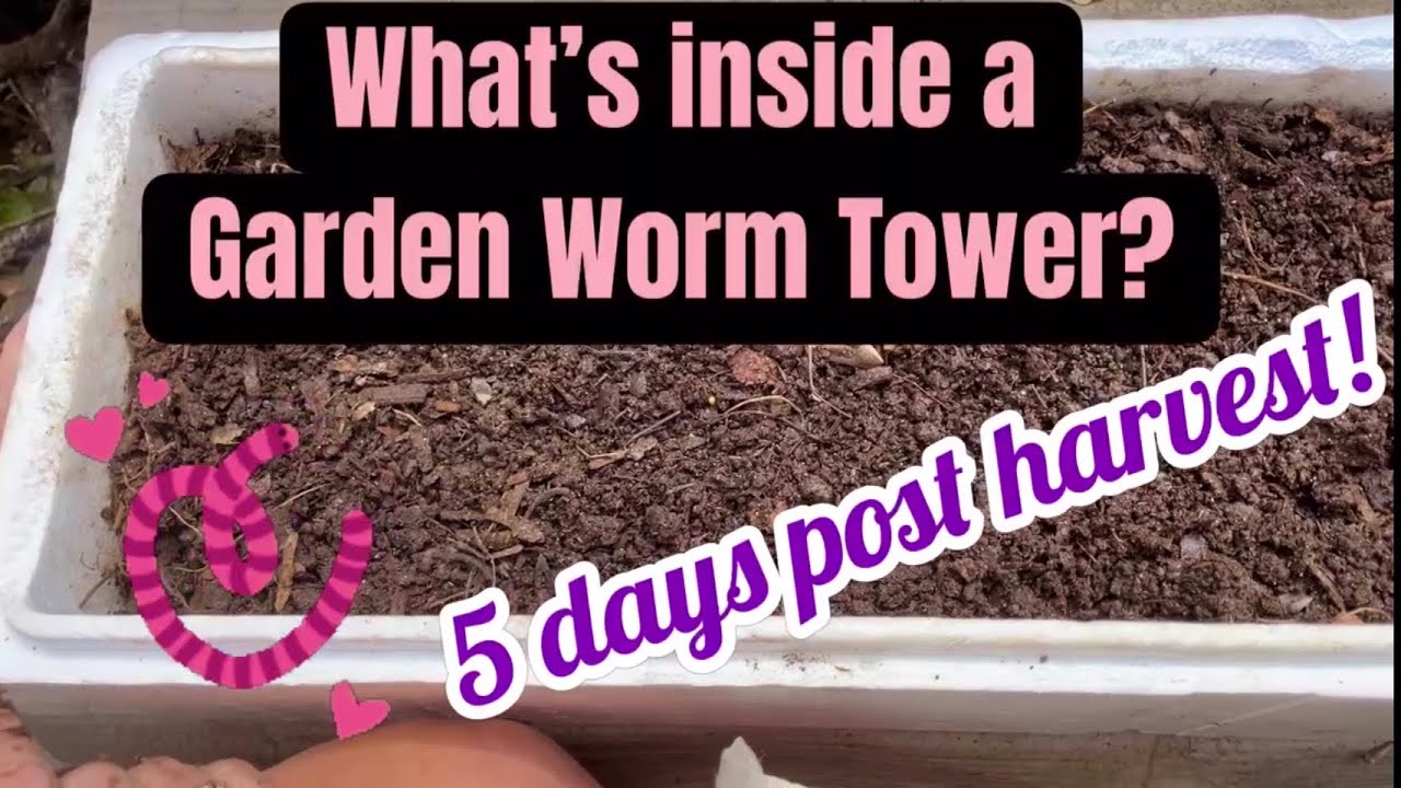 What’s inside a Garden Worm Tower? 5 days post harvest! YouTube