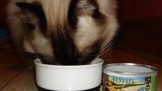 Ragdoll Cats Try Lotus Salmon and Vegetable Pate