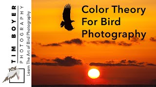 Color Theory For Bird Photography
