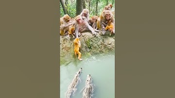 The confusing behavior of animals All animals are created equal Wonderful animals