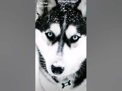 дикая львица - YouTube