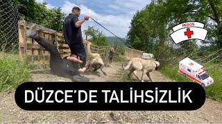 BARIŞ ÇİÇEĞİN DÜZCE’ye KANGAL DİYE VERDİGİ KIRMA PANTER OĞLU ASLAN VE AŞİL İKİLİSİ