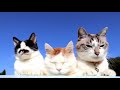 青空のちょびしろくろ Cat in the blue sky 191020